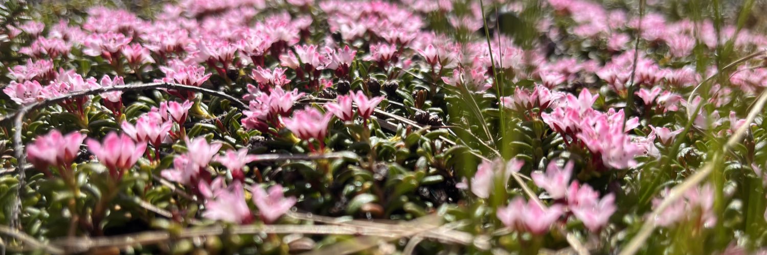 Nichola Strandberg banner