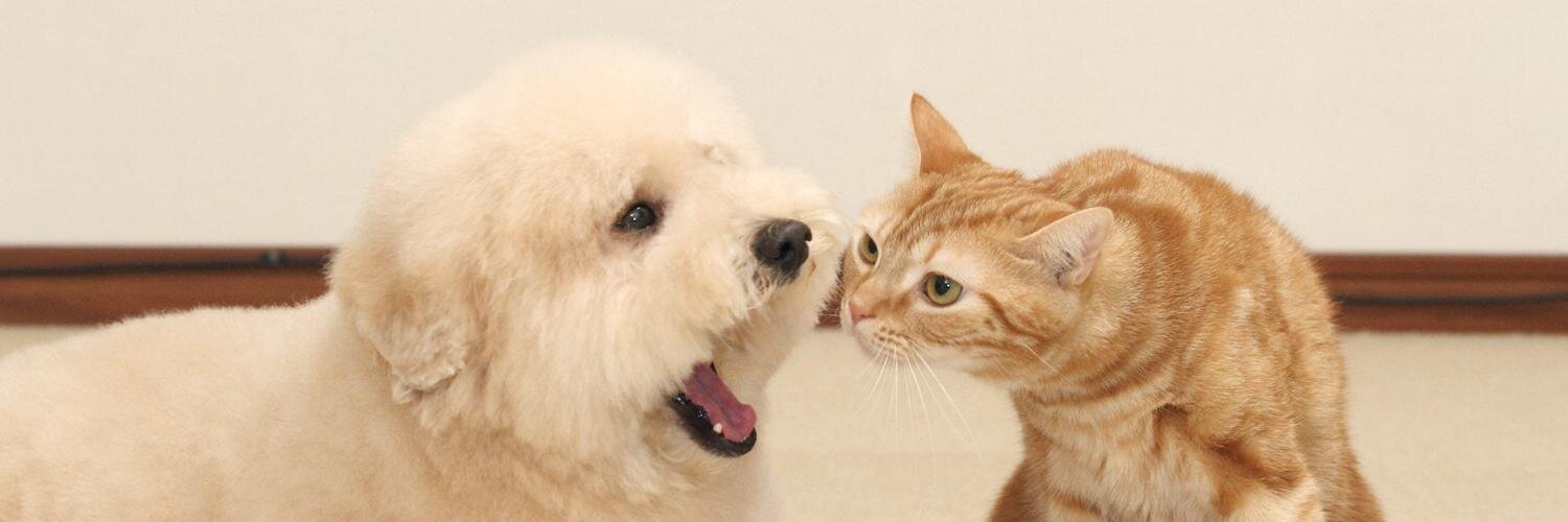 bonpoo's profile banner image