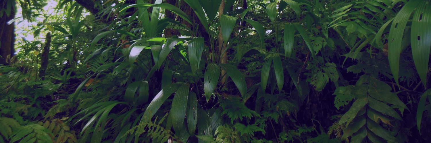 mollusc_a's profile banner image