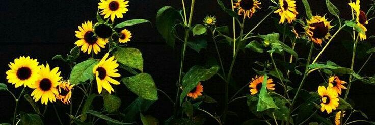 Passa seu Insta❤ SDV❤🌙🌧️🌧️ banner