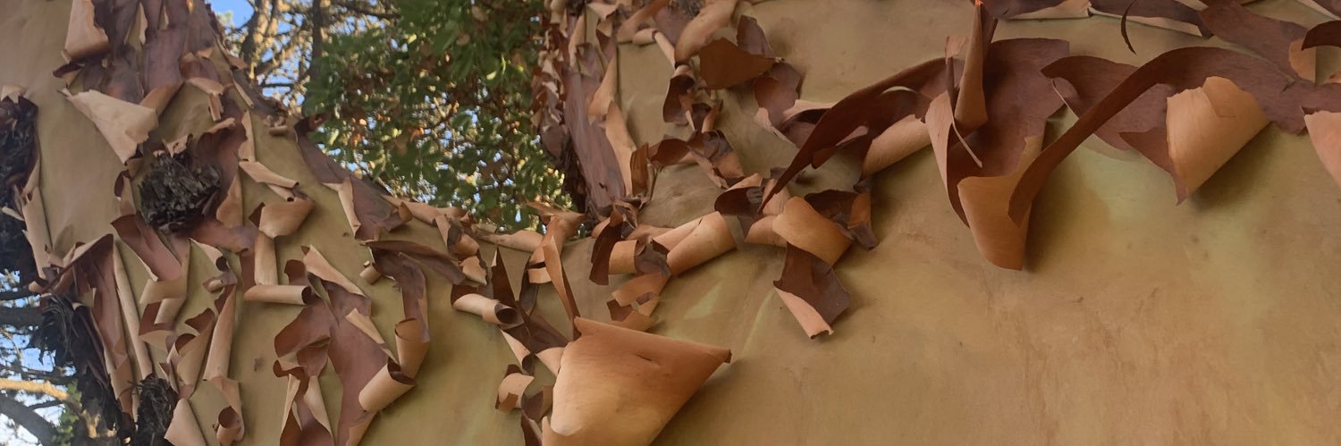 Cobra Kai Fieri banner