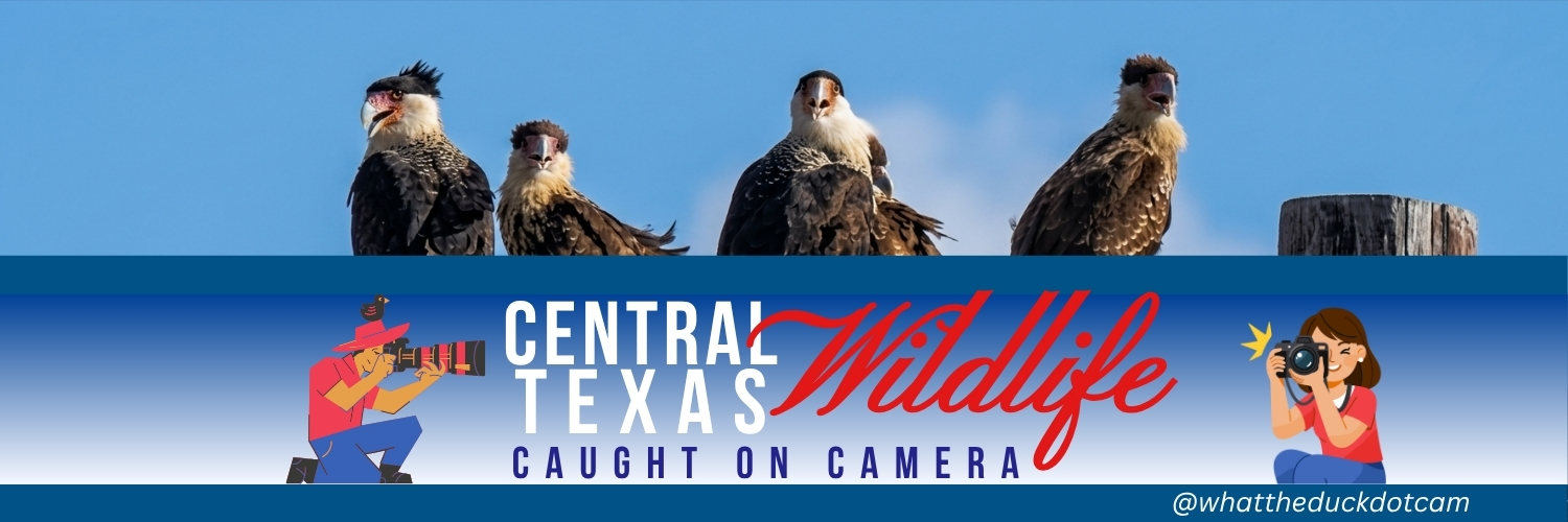 WTD_dot_cam's profile banner image