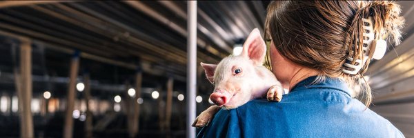 Okpork Profile Banner