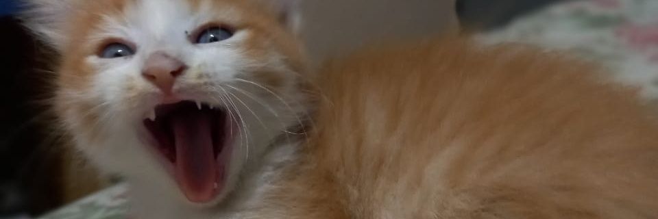 milyleonn's profile banner image