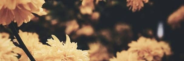 amirah_hasim's profile banner image