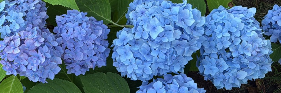 madeline_a_'s profile banner image