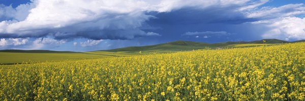 Charlishka Profile Banner