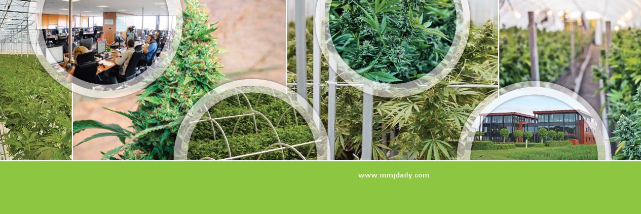 MMJ_Daily banner