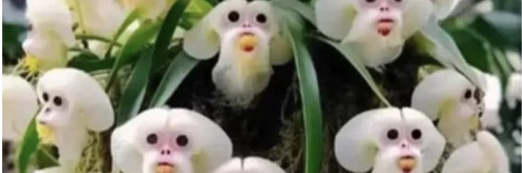 plateauxflower's profile banner image