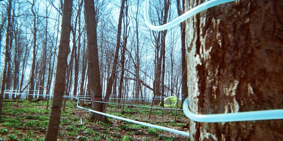 Olivia LaVecchia banner