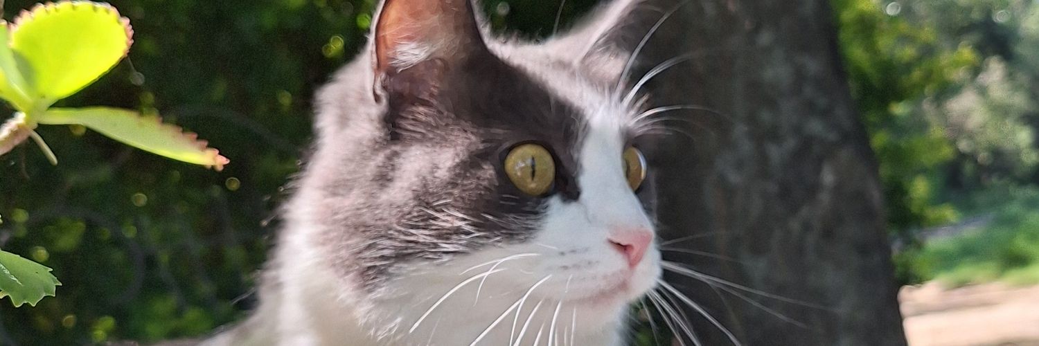 Eveclemente's profile banner image