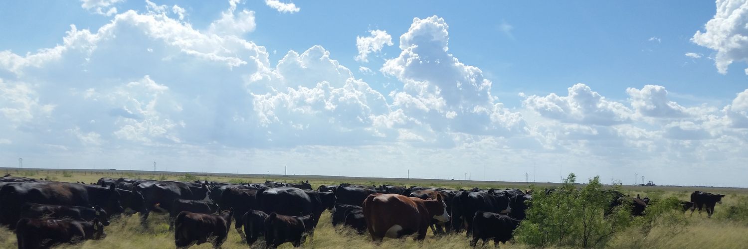 BeefNomad's profile banner image