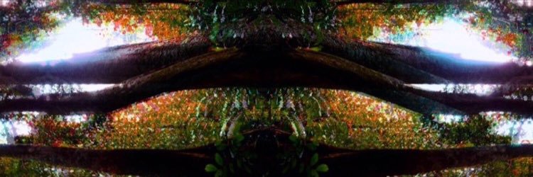 aliahaven's profile banner image