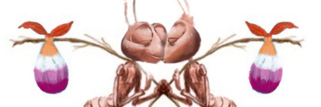 candouce banner