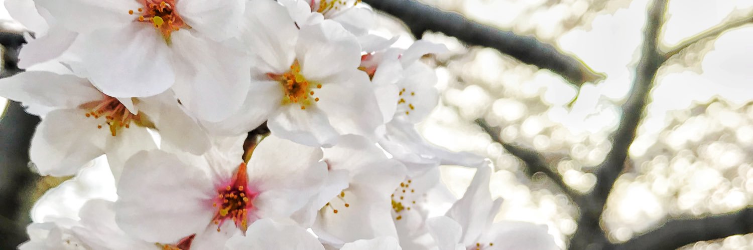 MissyCapp's profile banner image