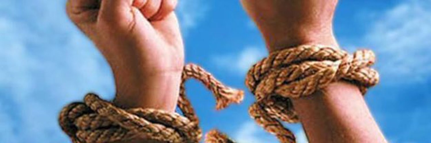 🌷Tulip 🌷 banner