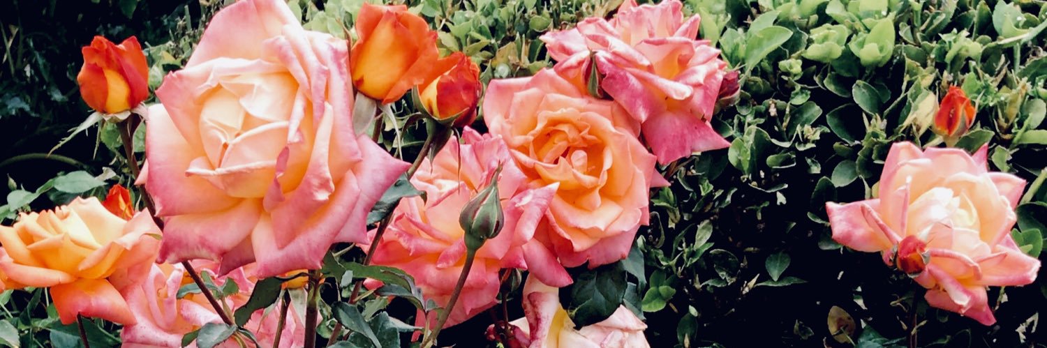 roheredia_'s profile banner image