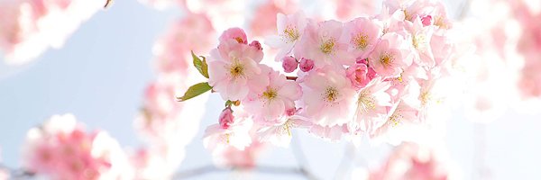 amehta121 Profile Banner