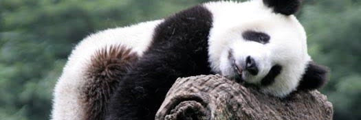 MARY_CORELLA's profile banner image