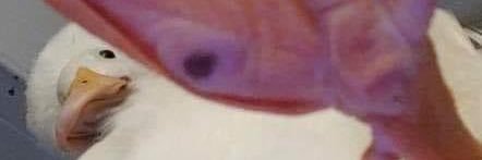 Poskies2's profile banner image
