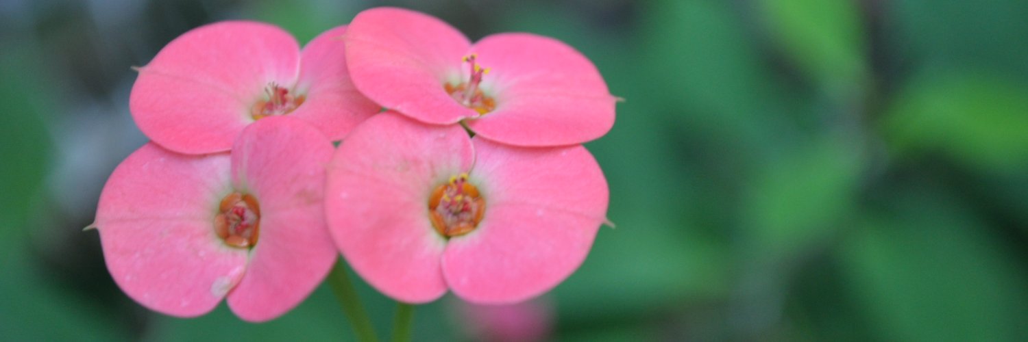 pinkrooks's profile banner image