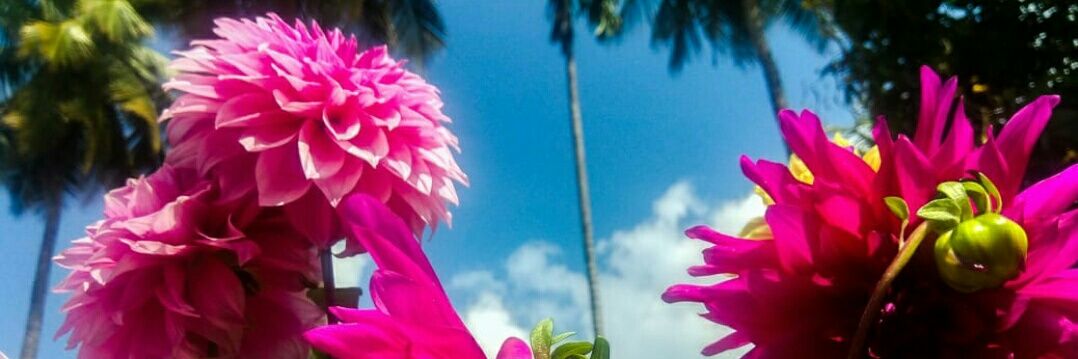 neemsisland's profile banner image