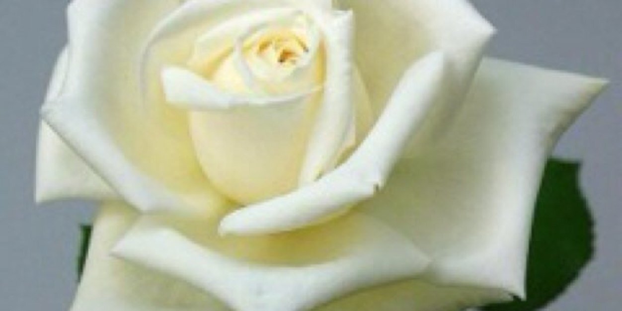 lloly1424's profile banner image