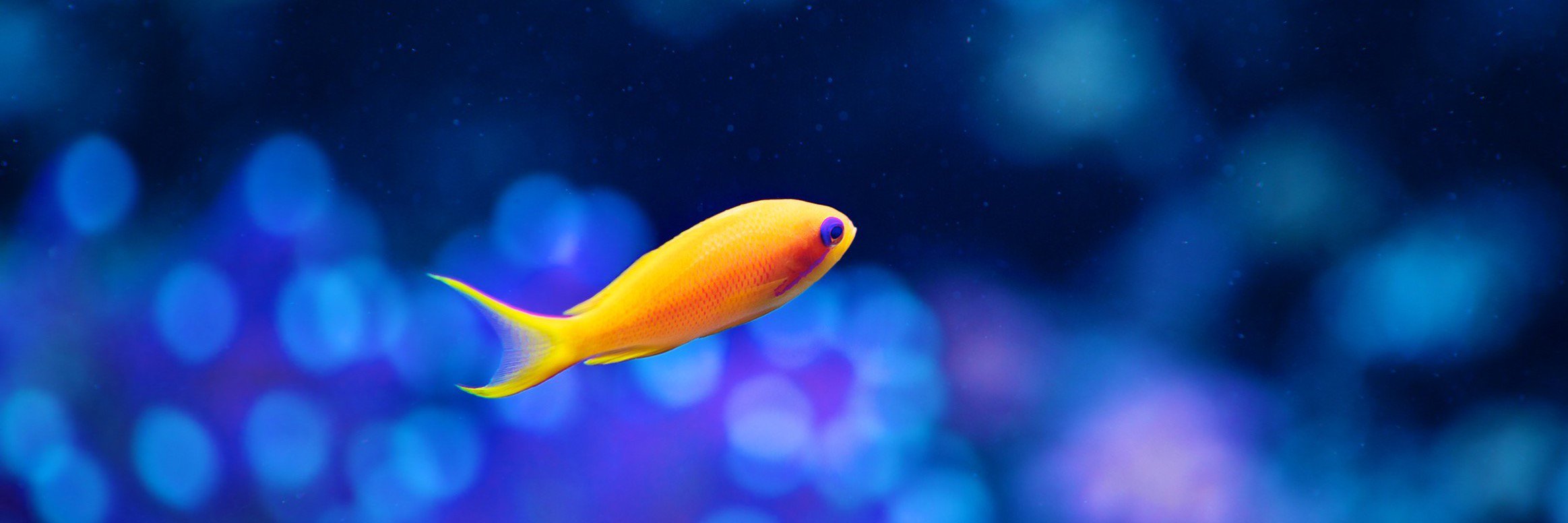 Jane Williamson banner