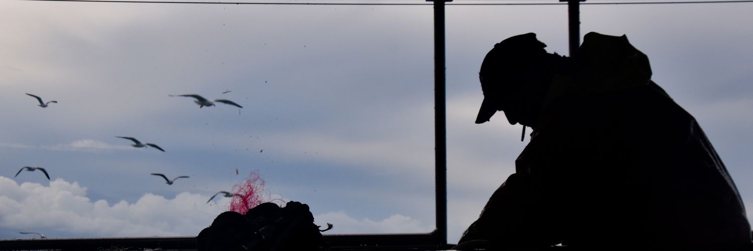 Coline Renault banner