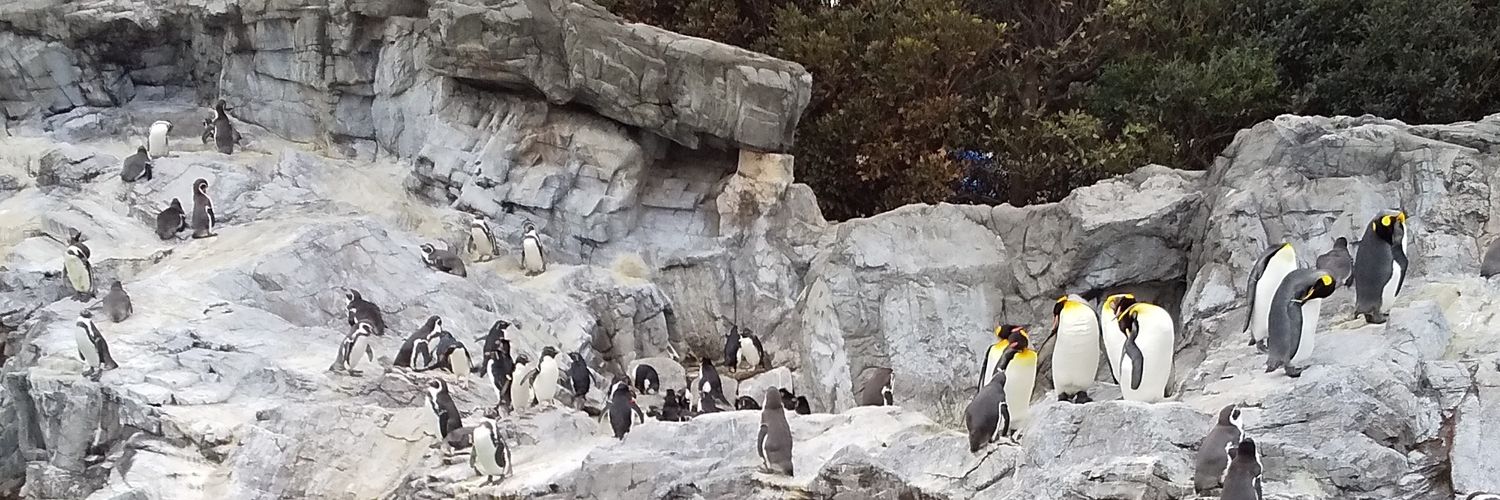 空飛ぶペンギン banner