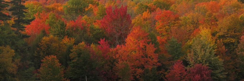 Gregory Milne banner