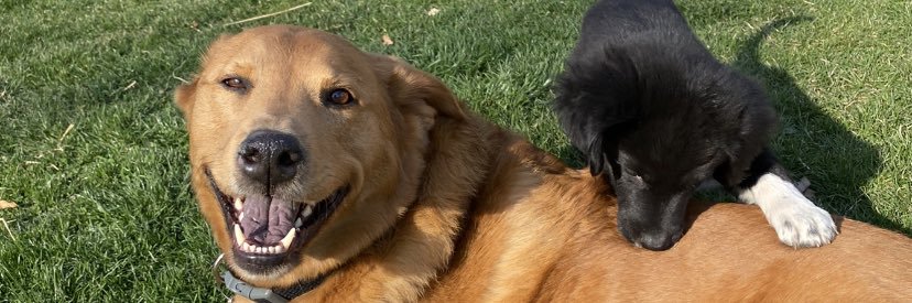 ❤️🐾🐾🐾Slaur 👋🌻🌊🌊🌊 banner
