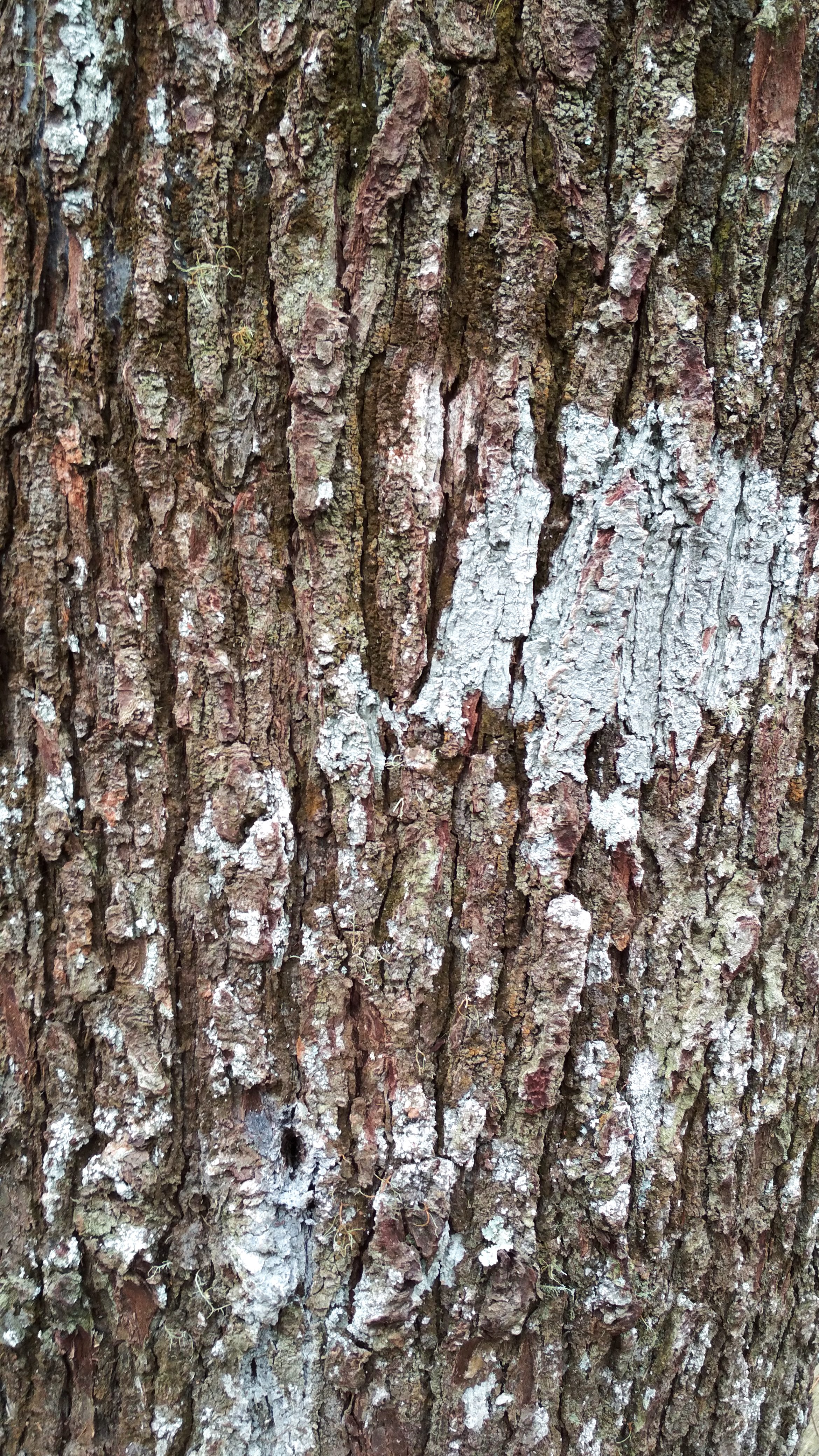 D I K banner