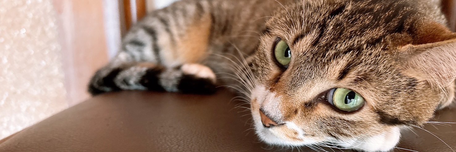 やみちゃん banner