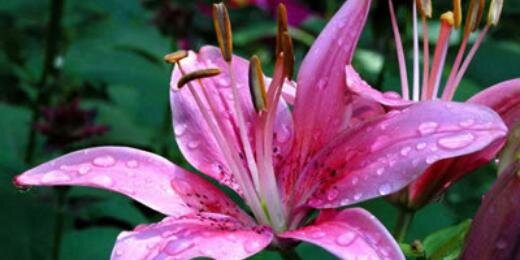 LillyArizpe's profile banner image