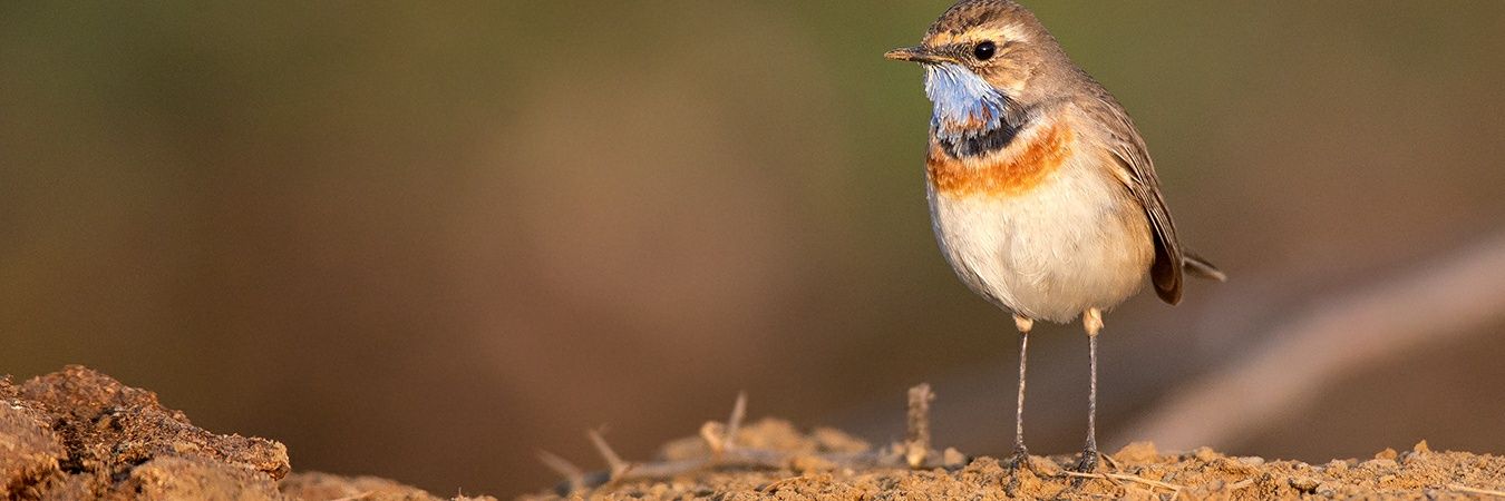 RDx 📸🇮🇳 banner