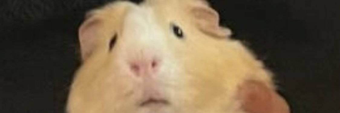 カンタ•デ•ラ•ロッチャ（May Forth） banner