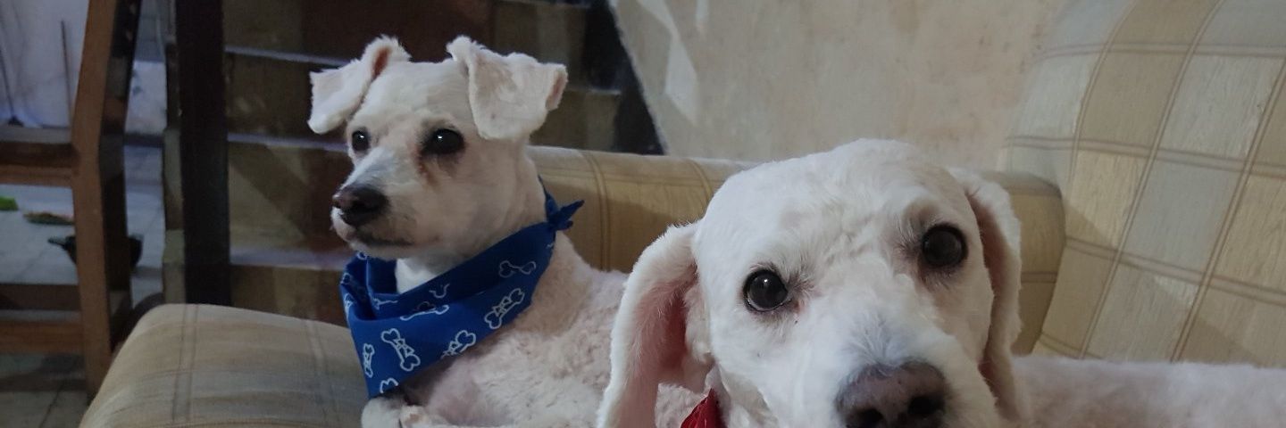 Paugiraldo's profile banner image