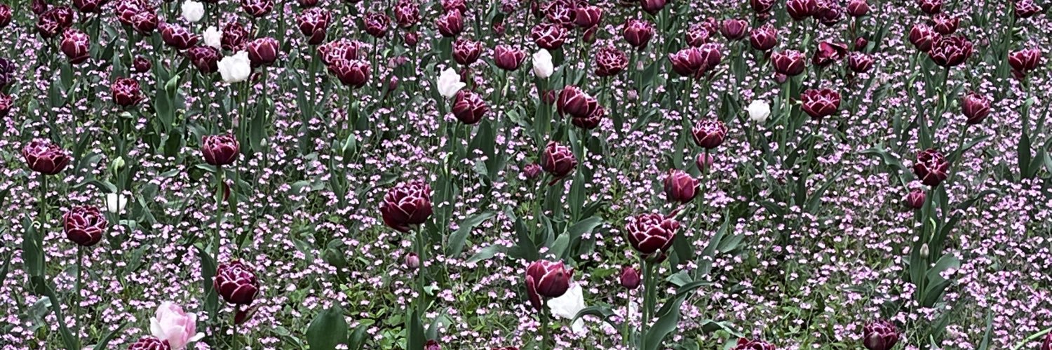 Allyson Q Ryan banner