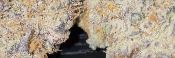 RocBud Profile Banner