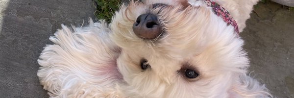 rach_eelllstn Profile Banner