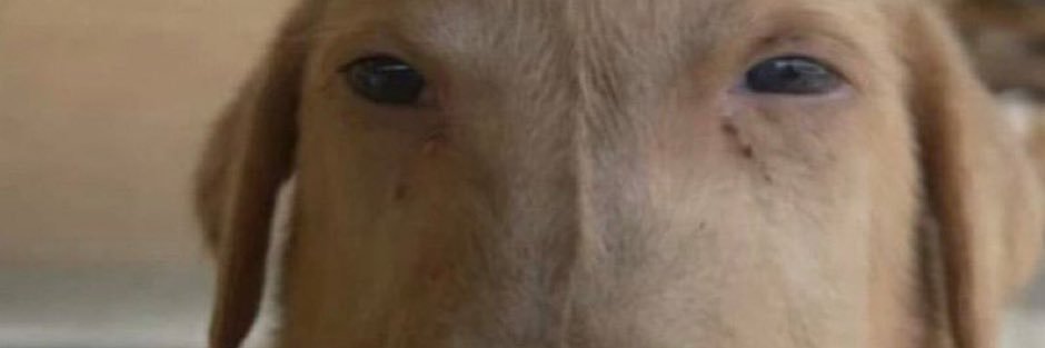 Goobert banner