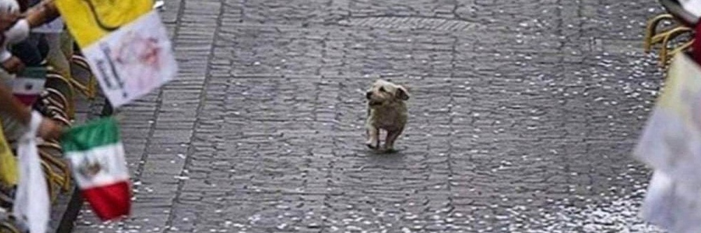 VoteBlue in 2020 banner