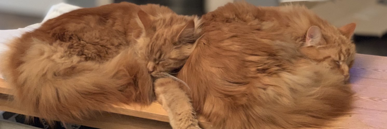 Dave the cat banner