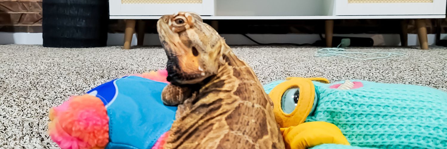 HomeForBeardies's profile banner image