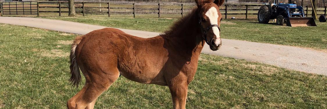 taylor thoroughbreds banner