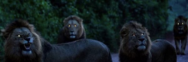 RLotulelei Profile Banner