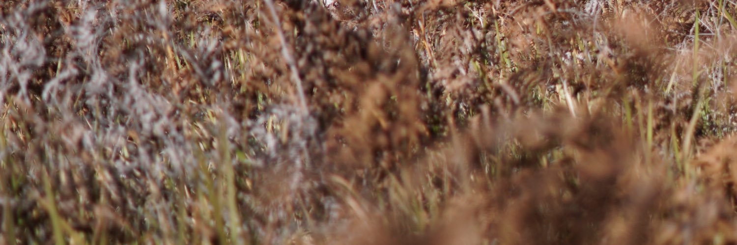 fidilayr banner