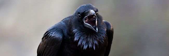 hbirddog's profile banner image