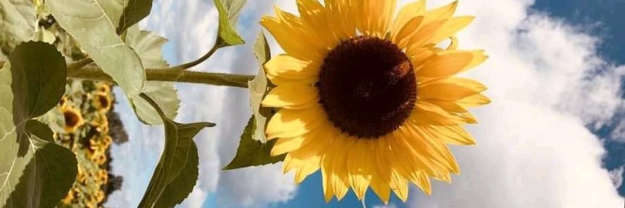 kiki_aime's profile banner image